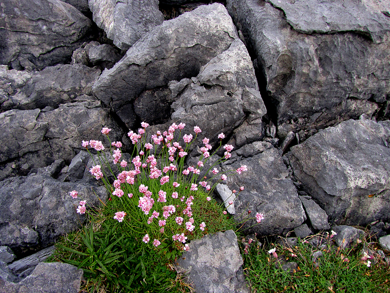 D_0001.jpg -   Blommor Irland 2011                             